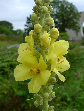 VERBASCUM DENSIFLORUM.jpg